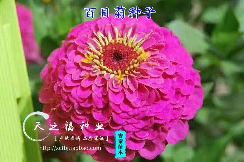 十大足球赌注软件排行榜|首控集团与英国Kingswood学校