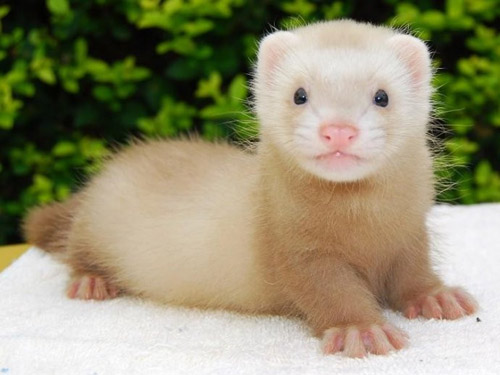 全球进口婴童成人营养品保健品OEM贴牌代加工“十大足球赌注软件排行榜”(图1) 足球赌注软件APP