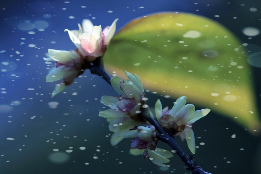 足球赌注软件-阳起石的功效与作用(图2) 足球赌注软件APP