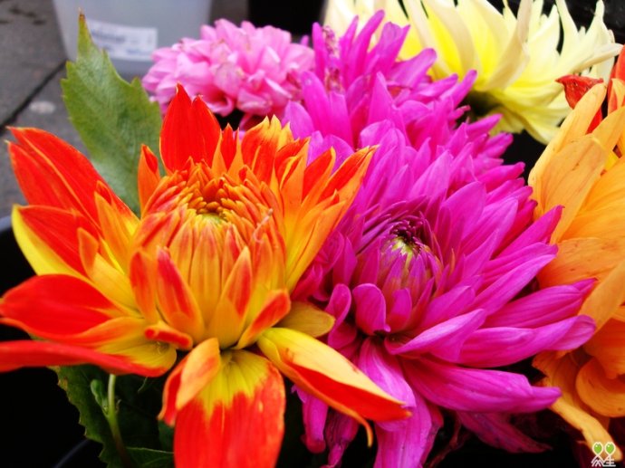 香格里拉普朗铜矿即将奏响美丽音符|足球赌注软件(图4) 足球赌注软件