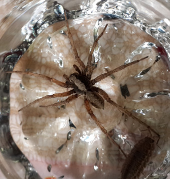 十大足球赌注软件