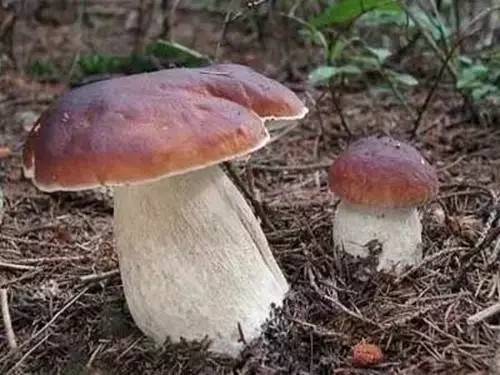 足球赌注软件APP